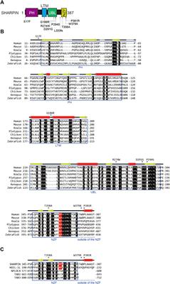 Involvement of heterologous ubiquitination including linear ubiquitination in Alzheimer’s disease and amyotrophic lateral sclerosis